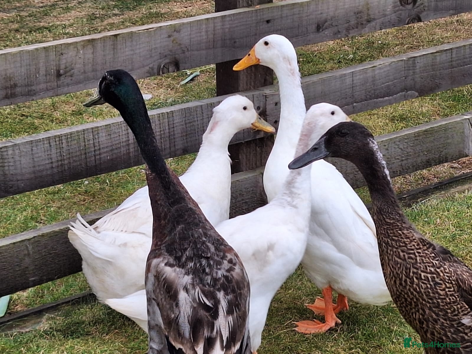 Ducks poultry 5 beautiful ducks - Advert 1