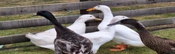 Ducks poultry for sale: 5 beautiful ducks in Worksop - Advert 1