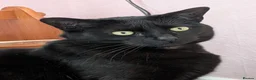 Mixed Breed cats for sale: Female 4yr old black cat - Advert 3