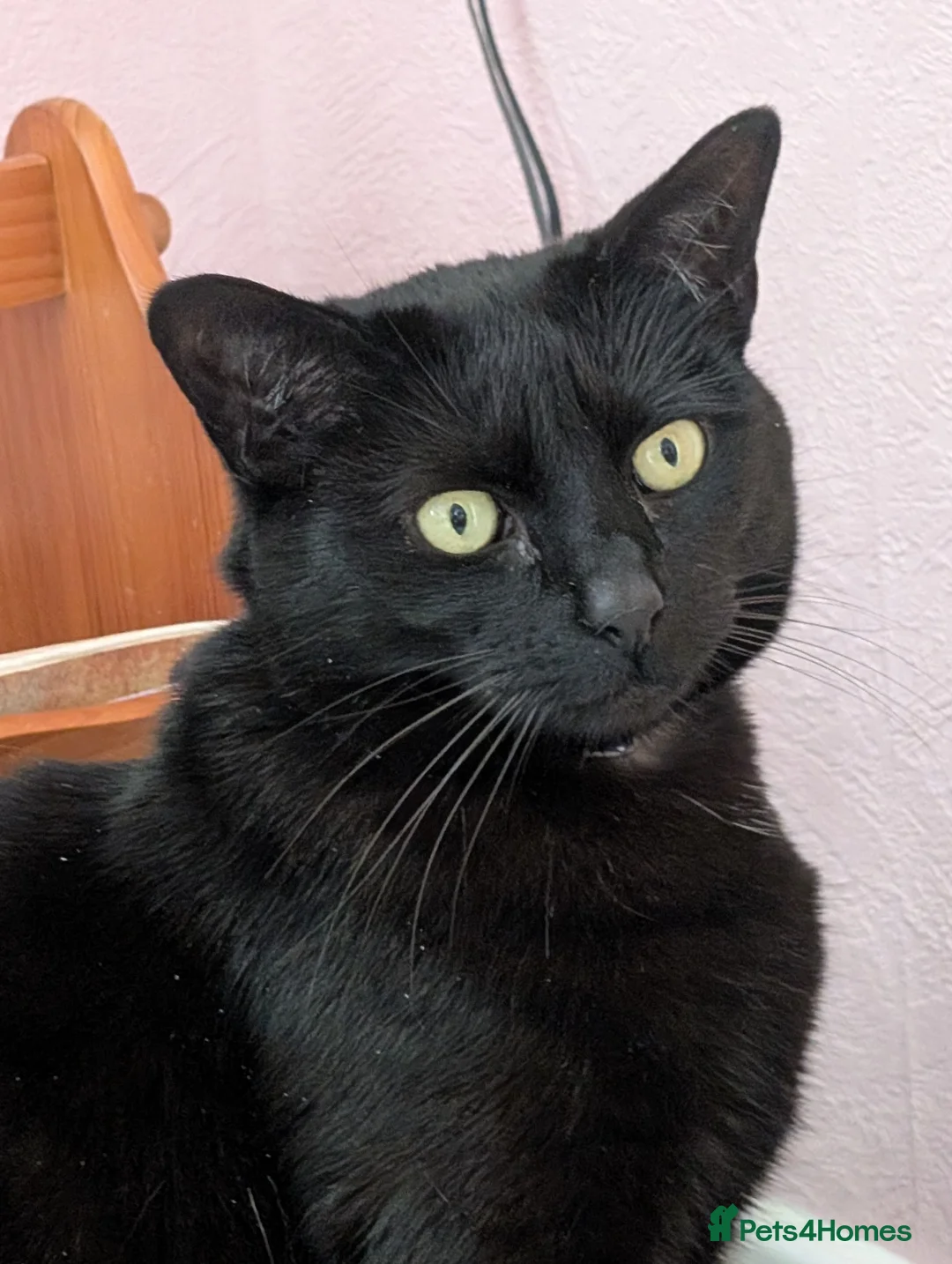 Mixed Breed cats for sale: Female 4yr old black cat - Advert 3