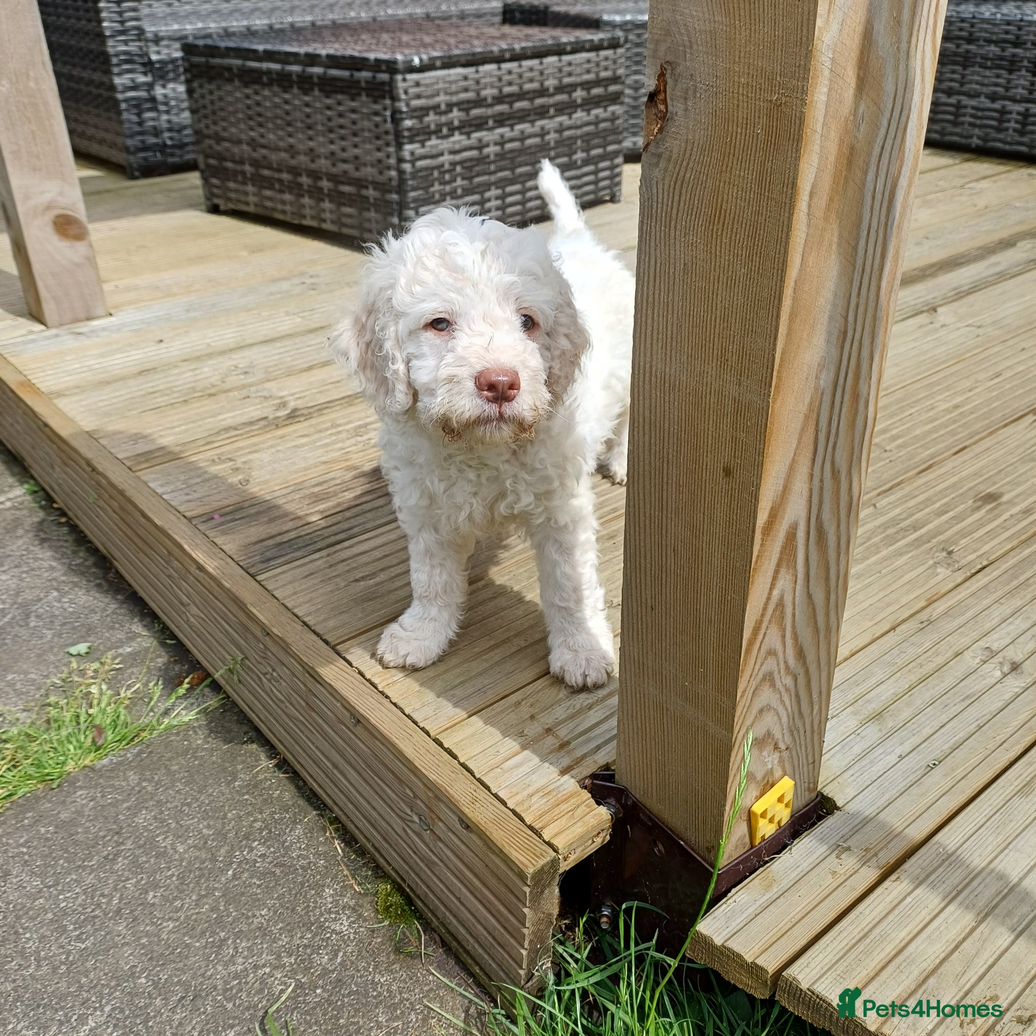 Lagotto Romagnolo dogs Lagotto Romagnolo Italian Water/Truffle Dogs   - Advert 12