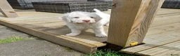 Lagotto Romagnolo dogs for sale: Reduced Lagotto Vet Checked/Chipped/Vaccinated   - Advert 9