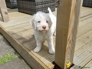Lagotto Romagnolo dogs Lagotto Romagnolo Italian Water/Truffle Dogs - Advert 1