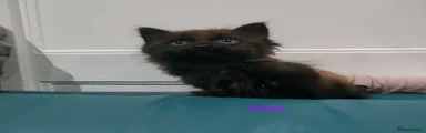 Mixed Breed Kitten 5