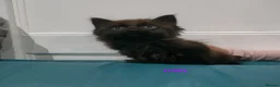 Mixed Breed cats for sale: Kittens 3 Boys and 2 Girls  in Leicester - Advert 13