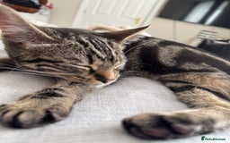 Mixed Breed cats for sale: Bella 9months old  - Image 2