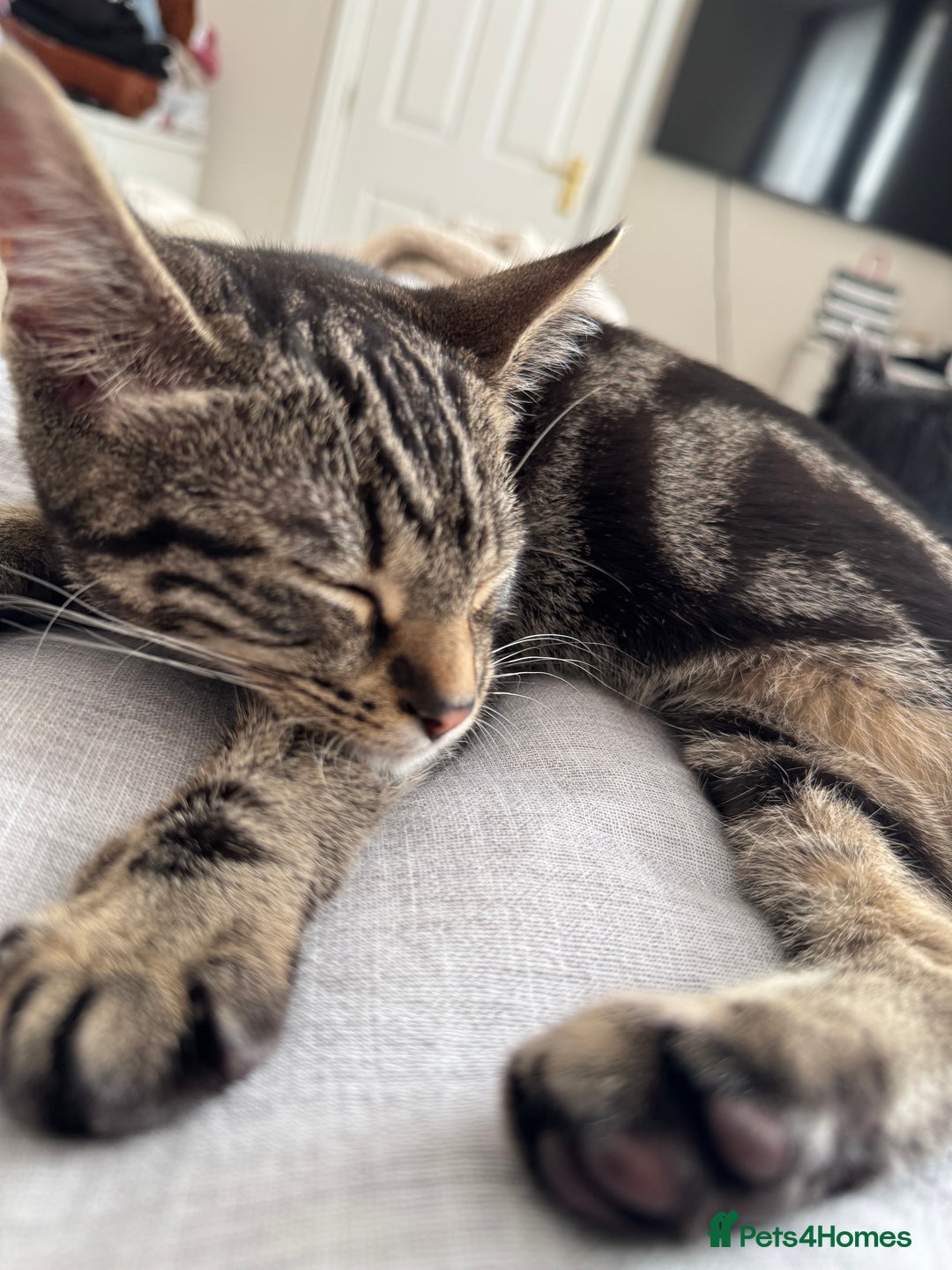 Mixed Breed cats for sale: Bella 9months old  - Image 2