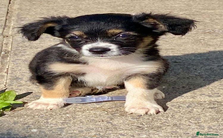 Mixed Breed dogs - Advert 5