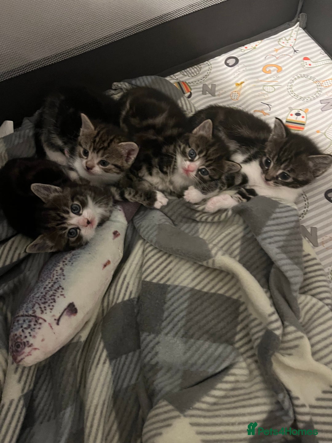 Mixed Breed cats for sale: Grey, black & white female kitten, 7 weeks old - Image 8