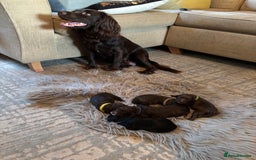 Cockapoo dogs for sale: 5 Chunky Miniature Cockapoos - Image 1