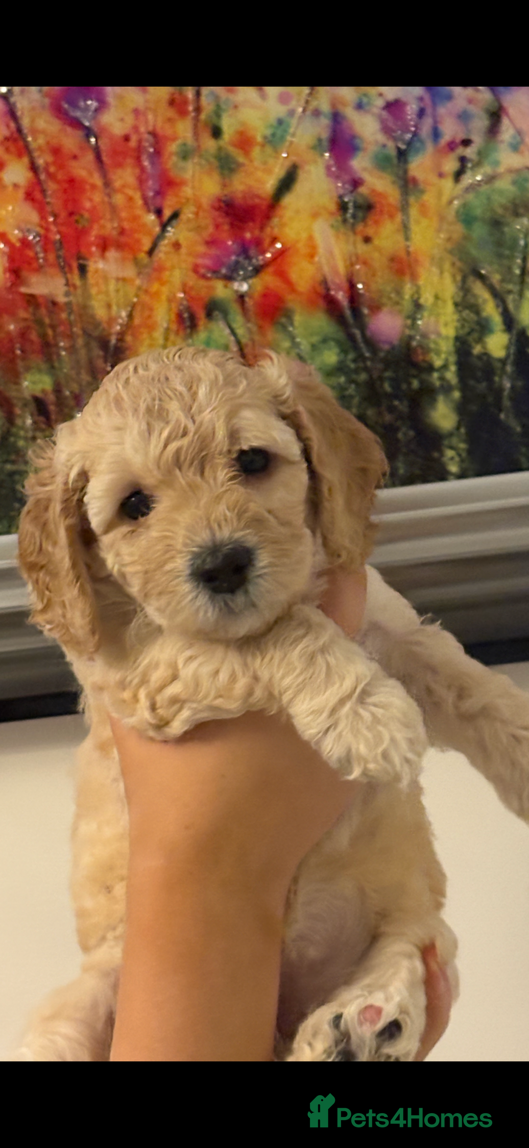 Cockapoo dogs for sale: Beautiful cockapoo pups - Image 5