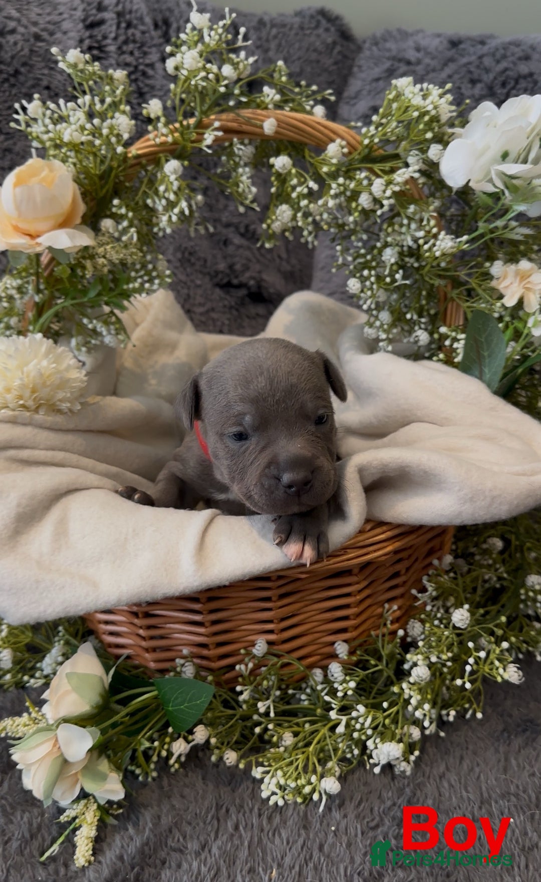 Staffordshire Bull Terrier dogs for sale: Stunning Staff Puppies  - Image 12
