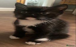 British Shorthair cats for sale: male British short haired black and white kittens  - Image 8