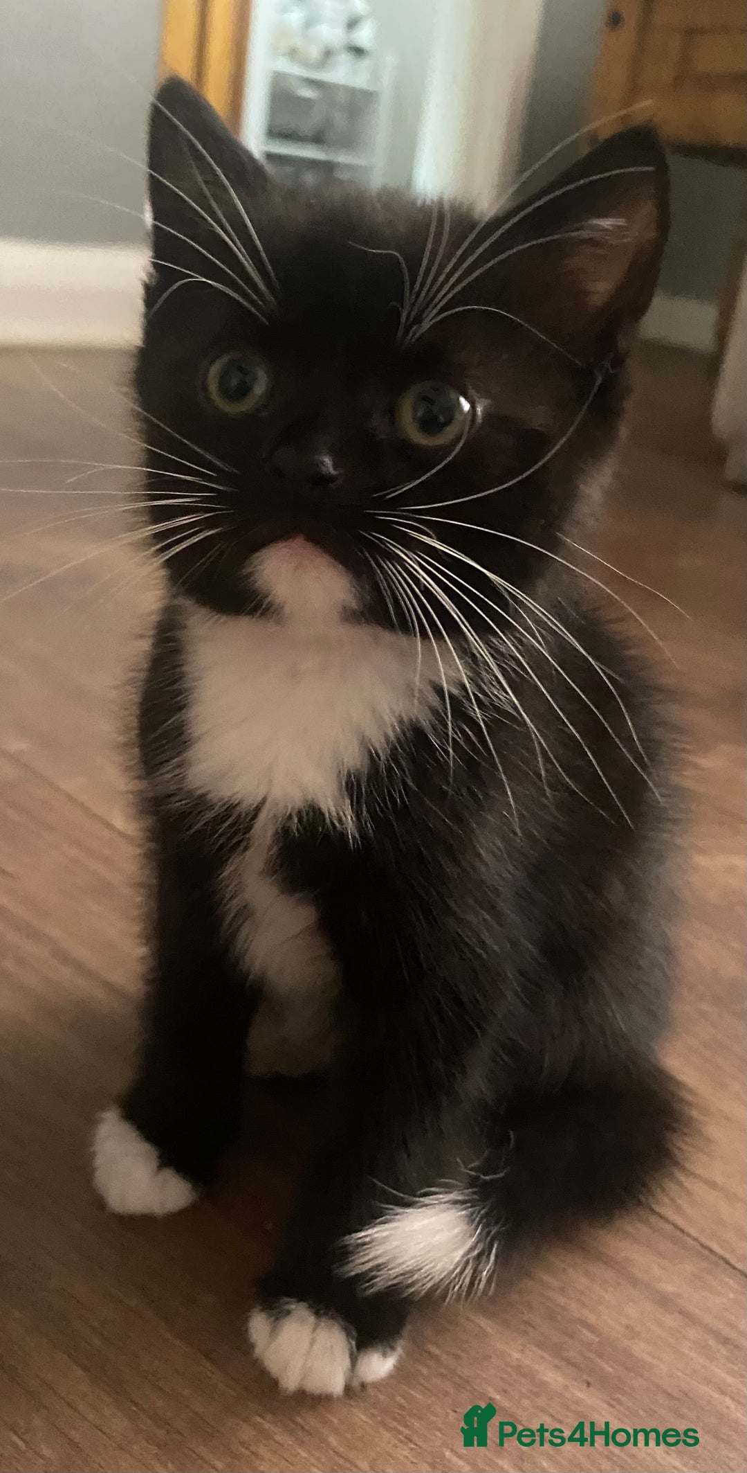 British Shorthair cats for sale: male British short haired black and white kittens  - Image 8
