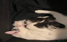 British Shorthair cats for sale: Beautiful litter of 3 .  - Image 3