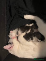 British Shorthair cats Beautiful litter of 3 . - Advert 2