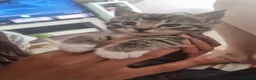 Mixed Breed cats for sale: Mixed Ragdoll kittens - Advert 10