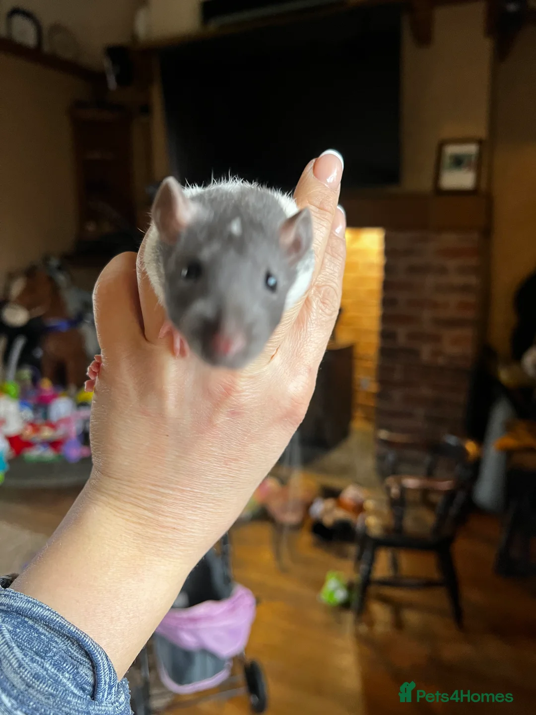 Rat rodents for sale: Dumbo x rats for sale - Advert 1