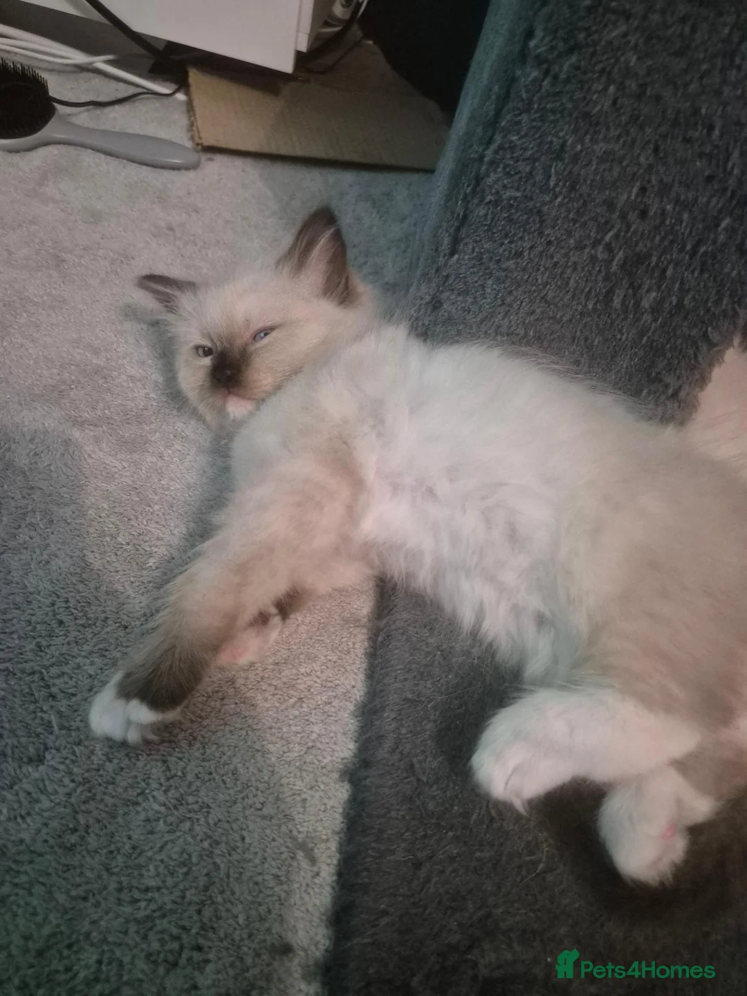 Ragdoll cats for sale: Reduced ragdoll kitten 1 beautiful female left  in Great Yarmouth - Advert 2