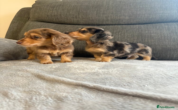 Dachshund dogs - Advert 1