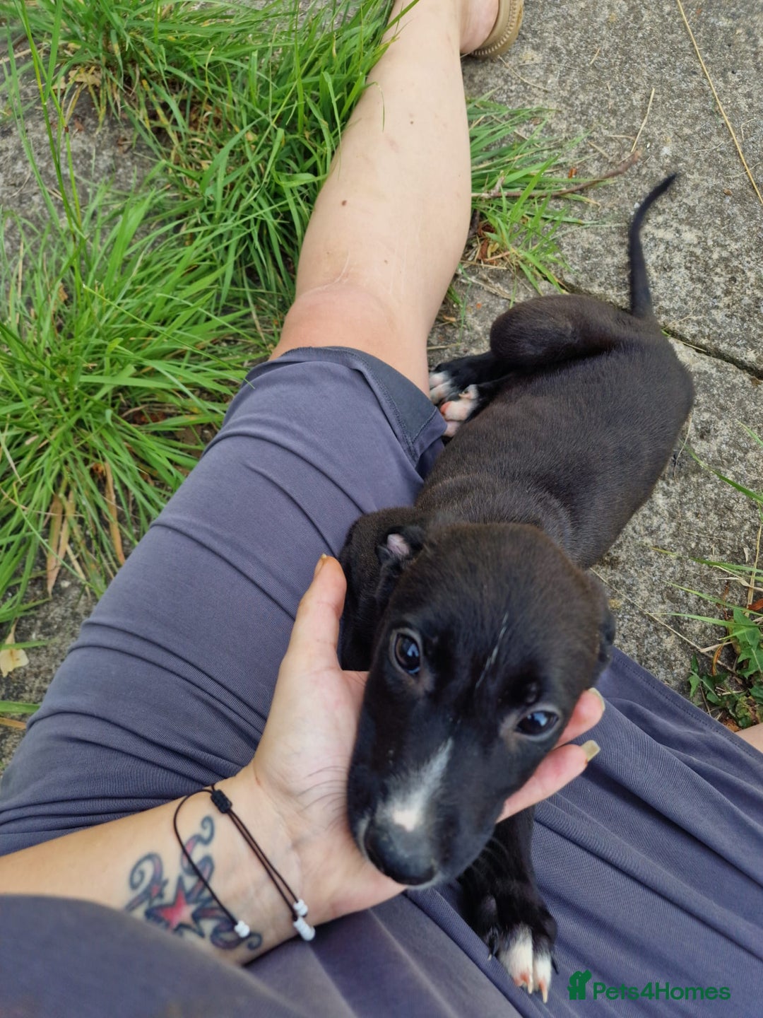 Lurcher dogs for sale: 3 beautiful lurcher girls ready now!!! - Image 3