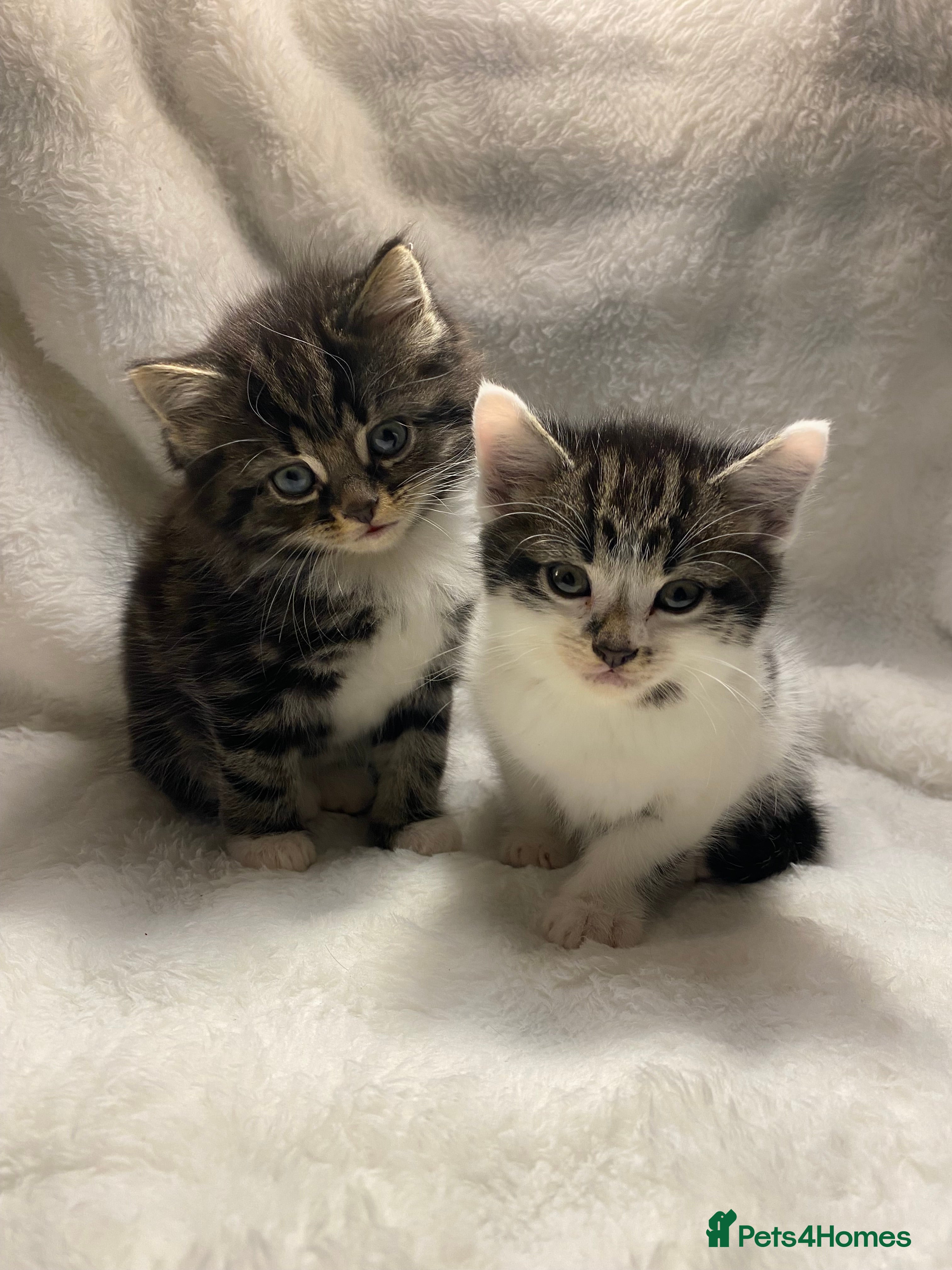 Domestic Shorthair cats 2 Adorable Male Kittens Ready For Their New Home🏡 - Advert 8