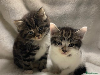 Domestic Shorthair cats 2 Adorable Male Kittens Ready For Their New Home🏡 - Advert 8