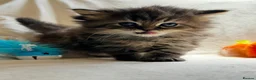 Persian cats for sale:     Stunning Pure Persian Kittens – Ready Soon in Northampton - Advert 8