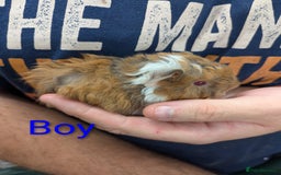 Guinea Pig rodents for sale: Stunning baby Lunkarya guinea pigs! 😍 - Image 5