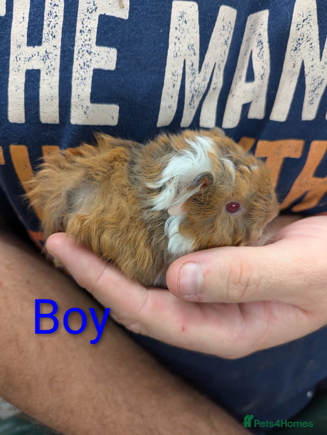 Guinea Pig rodents for sale: Stunning baby Lunkarya guinea pigs! 😍 - Image 5