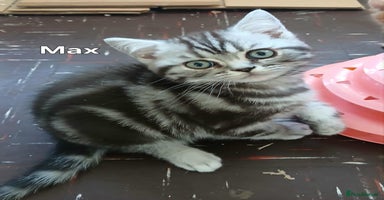 British Shorthair cats - Advert 11