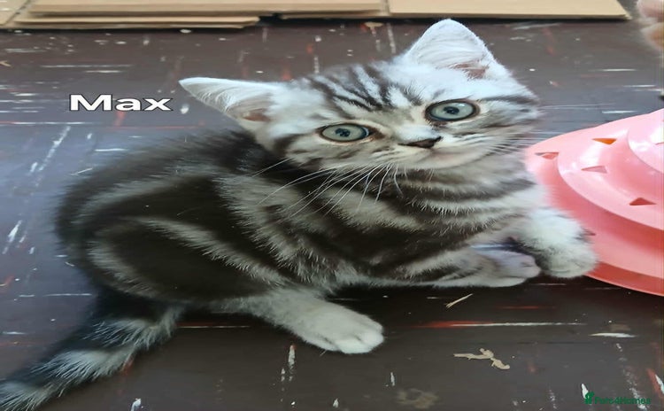 British Shorthair cats - Advert 10