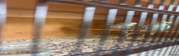 Budgerigars birds for sale: Beautiful baby budgies - Advert 2