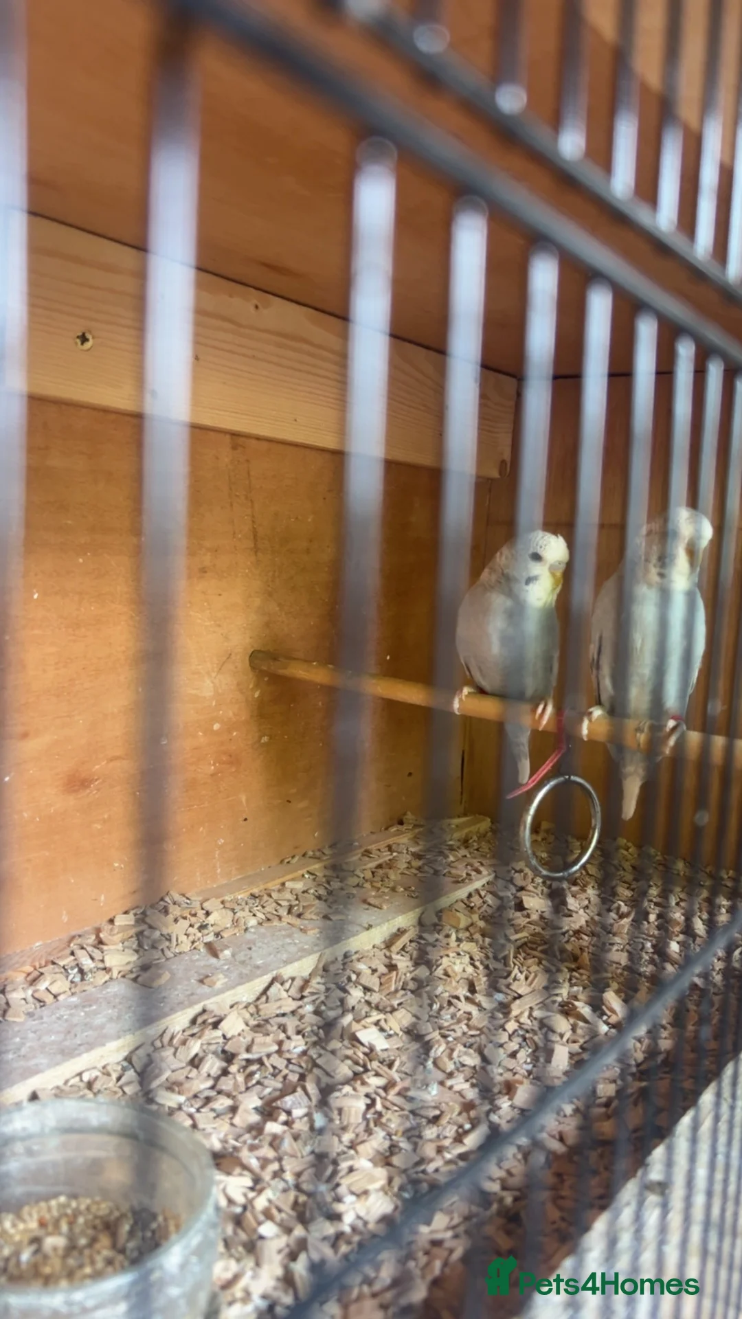 Budgerigars birds for sale: Beautiful baby budgies - Advert 2