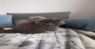 British Longhair cats in Watford - Advert 3