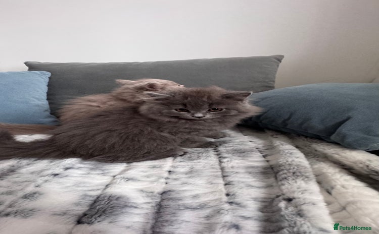 British Longhair cats in Watford - Advert 6