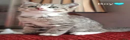 British Shorthair cats for sale: Gorgeous kittens! - Advert 19