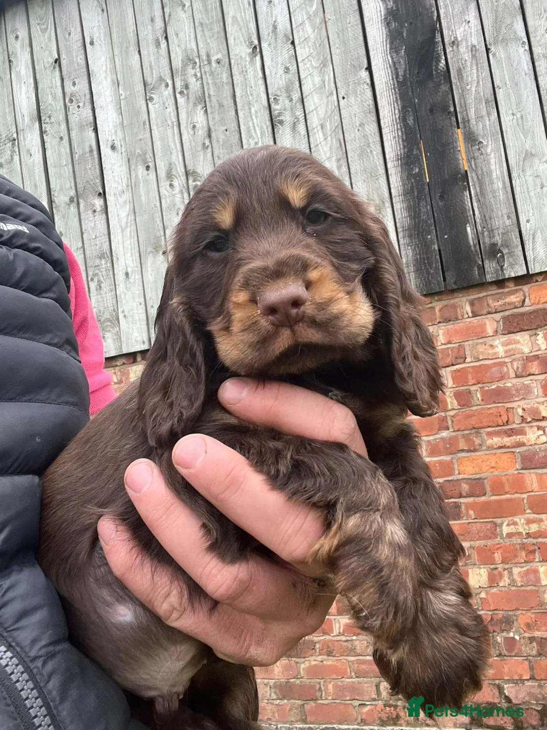 Cocker Spaniel dogs for sale: Show Cocker Puppies  - Advert 1