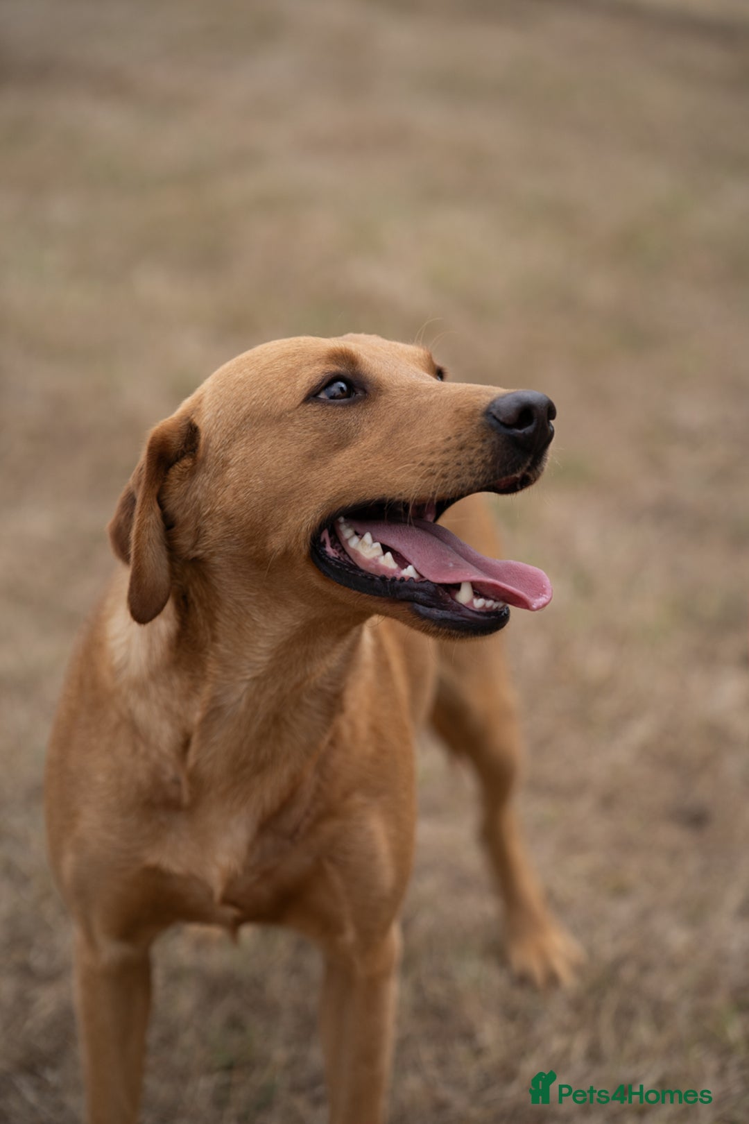 Labrador Retriever dogs for sale: Proven Health Tested KC Reg Fox Red Labrador Male  - Image 6