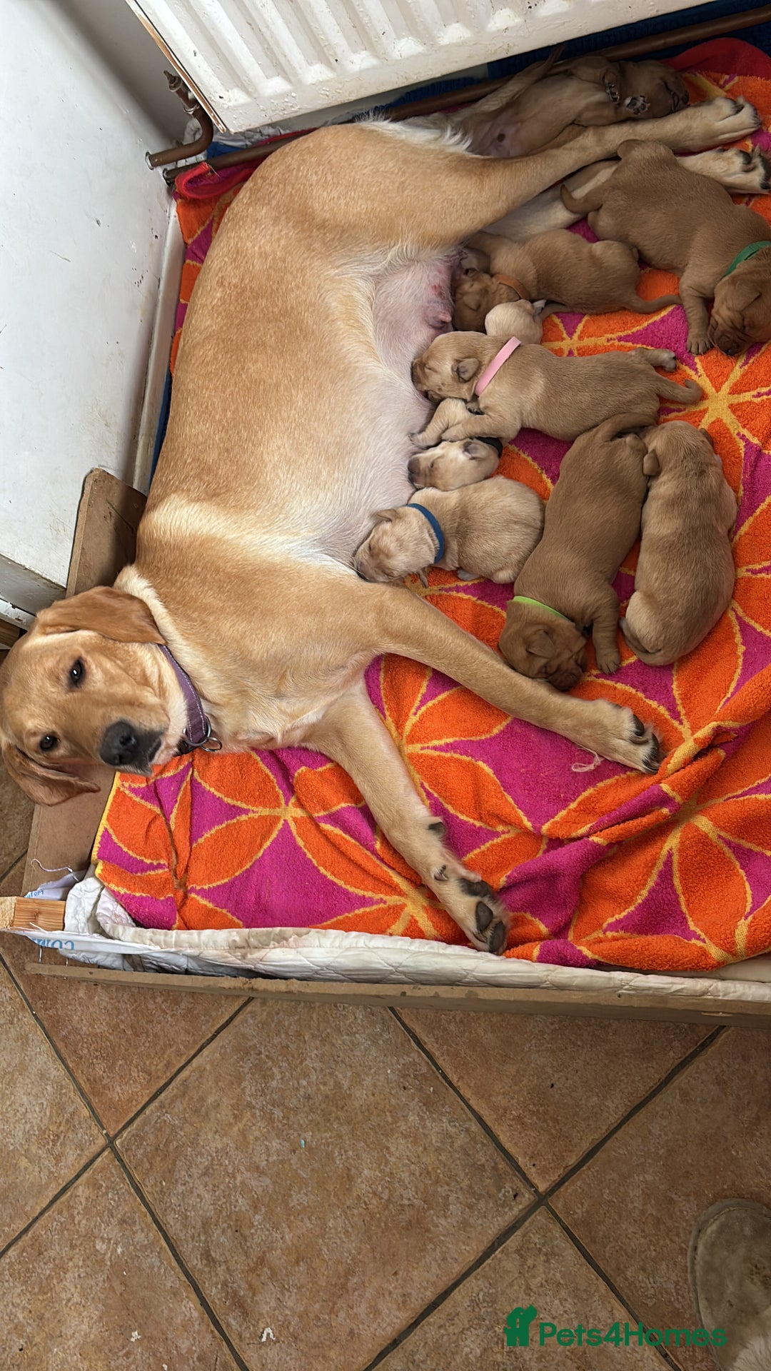 Labrador Retriever dogs for sale: HOME REARED KENNELCLUB REGISTERED LABRADOR PUPPIES - Advert 7