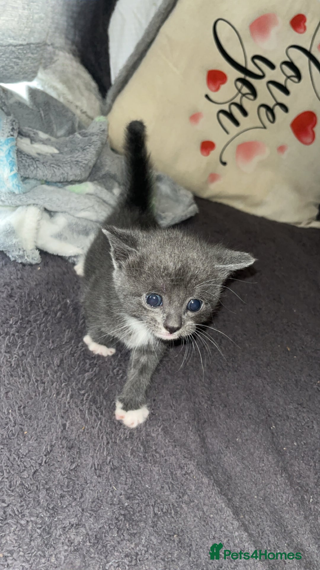 British Shorthair cats for sale: British short hair kittens  - Image 8