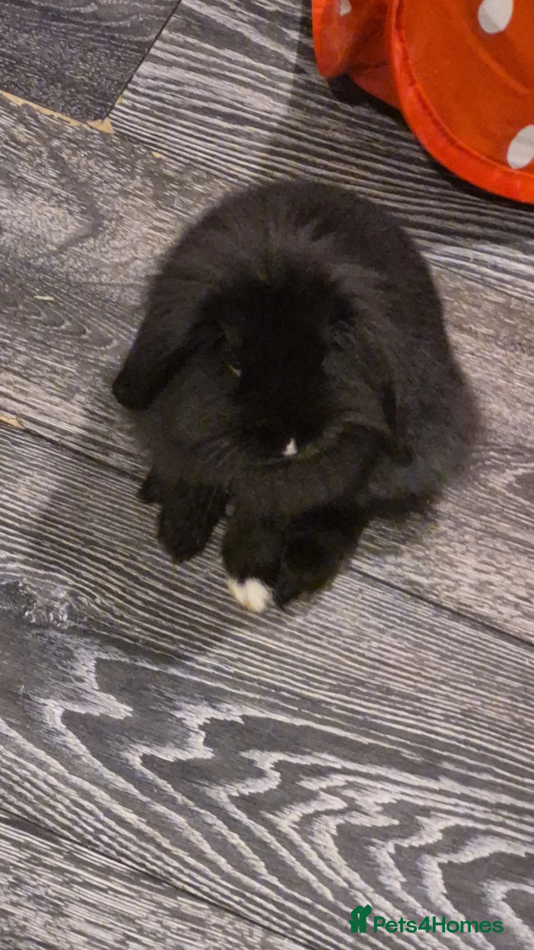 Lionhead rabbits for sale: Pure Lionhead and mini lop  - Advert 2
