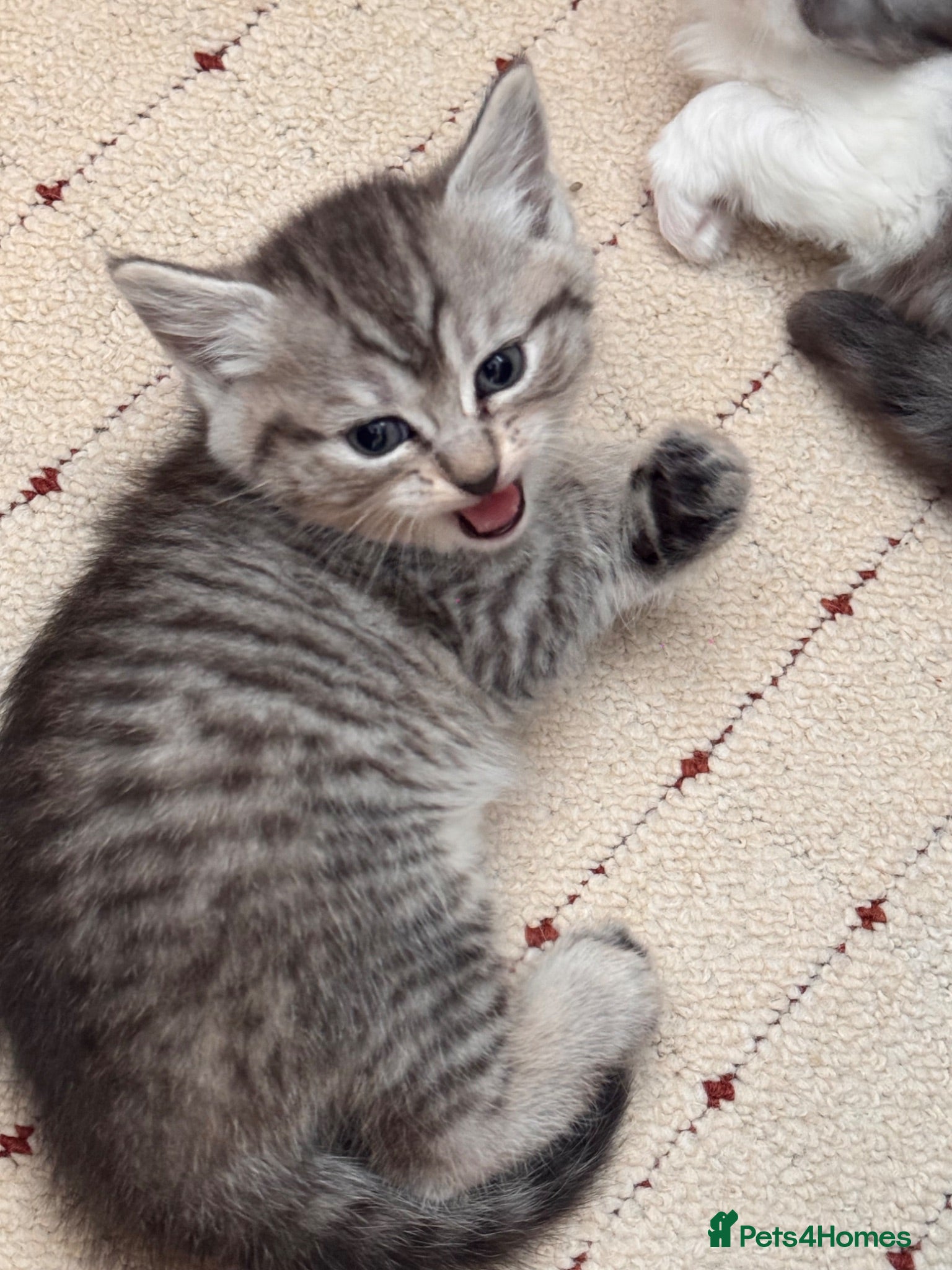 Mixed Breed cats Beautiful Scottish Fold Mix Kittens For Sale - Advert 8