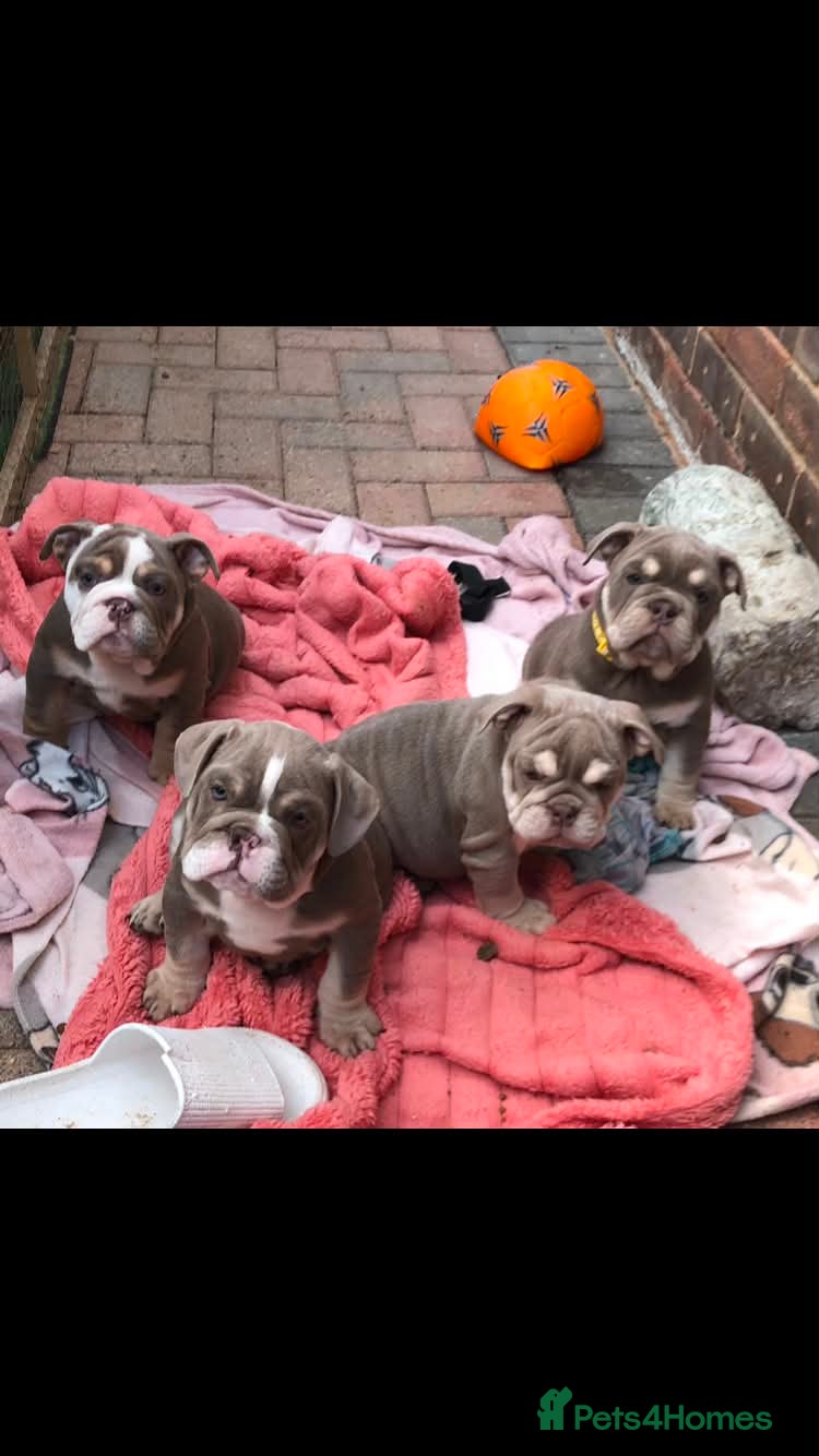 English Bulldog dogs English bulldog puppies - Advert 8