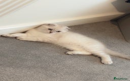 Scottish Fold cats for sale: Scottish fold mix British short hair male kitten  - Image 8