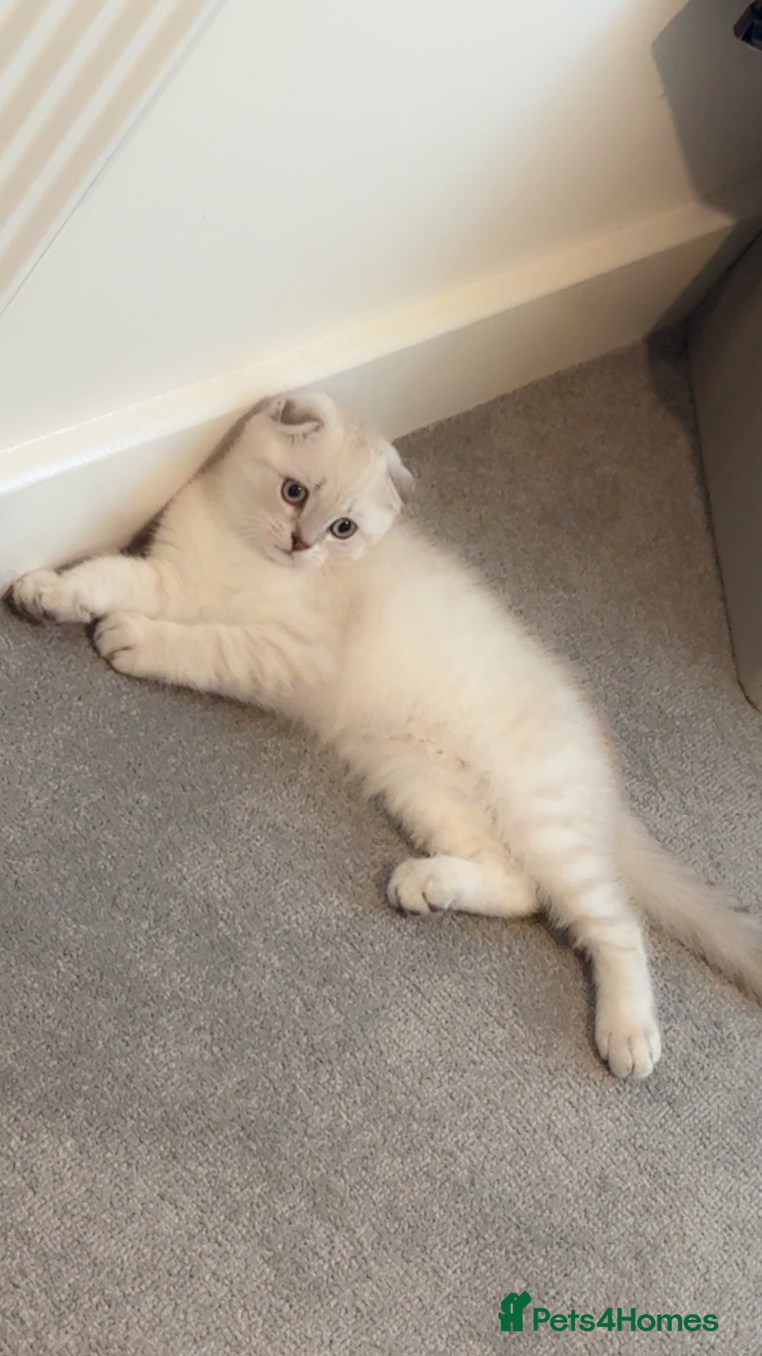Scottish Fold cats for sale: Scottish fold mix British short hair male kitten  - Image 8