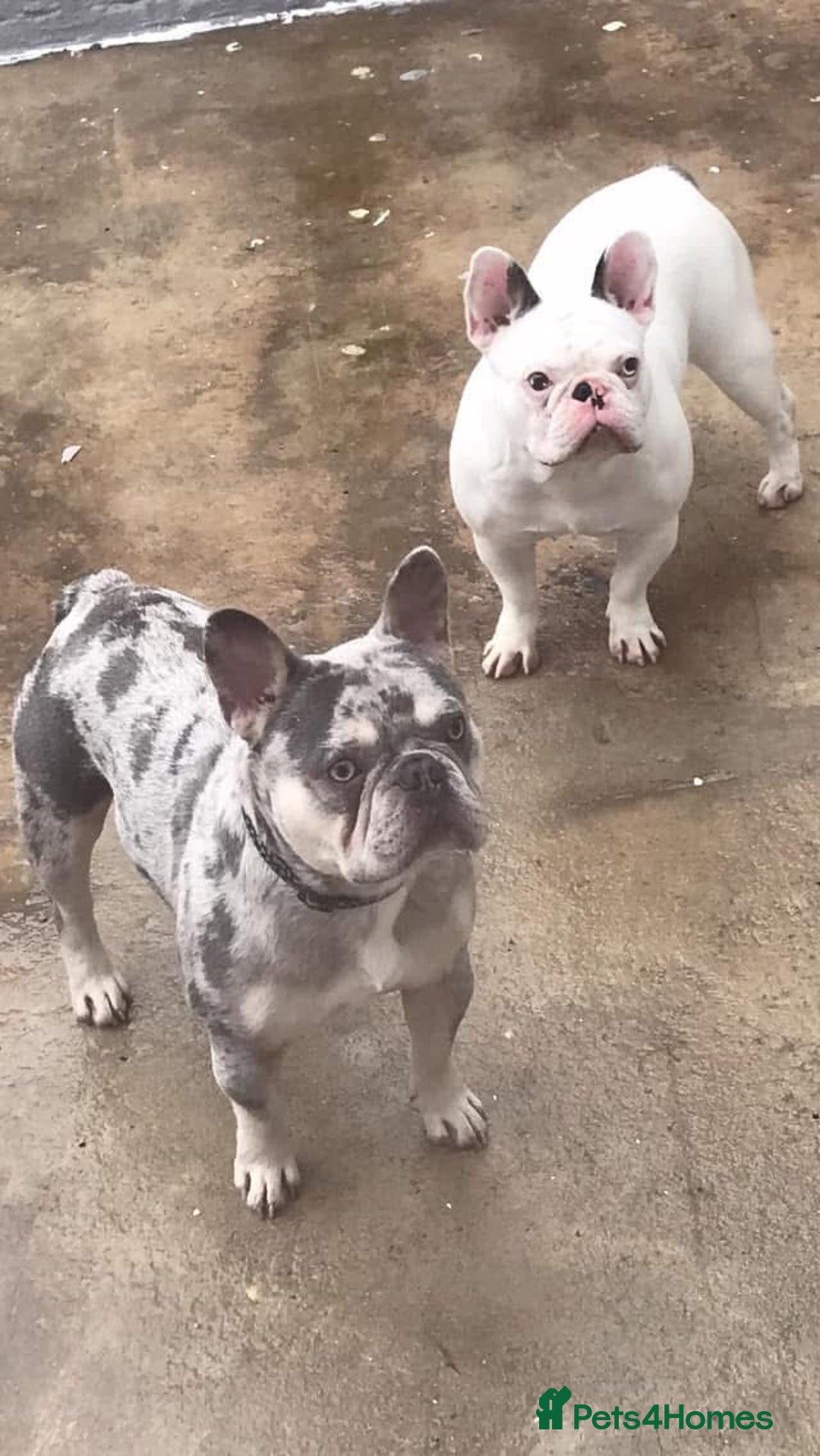 French Bulldog dogs for stud: Lilac and tan Merle new shade maker  - Advert 3