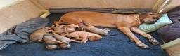 Rhodesian Ridgeback dogs for sale: Rhodesian Ridgeback Puppies KC Health Elb Hip JME in Diss - Advert 5