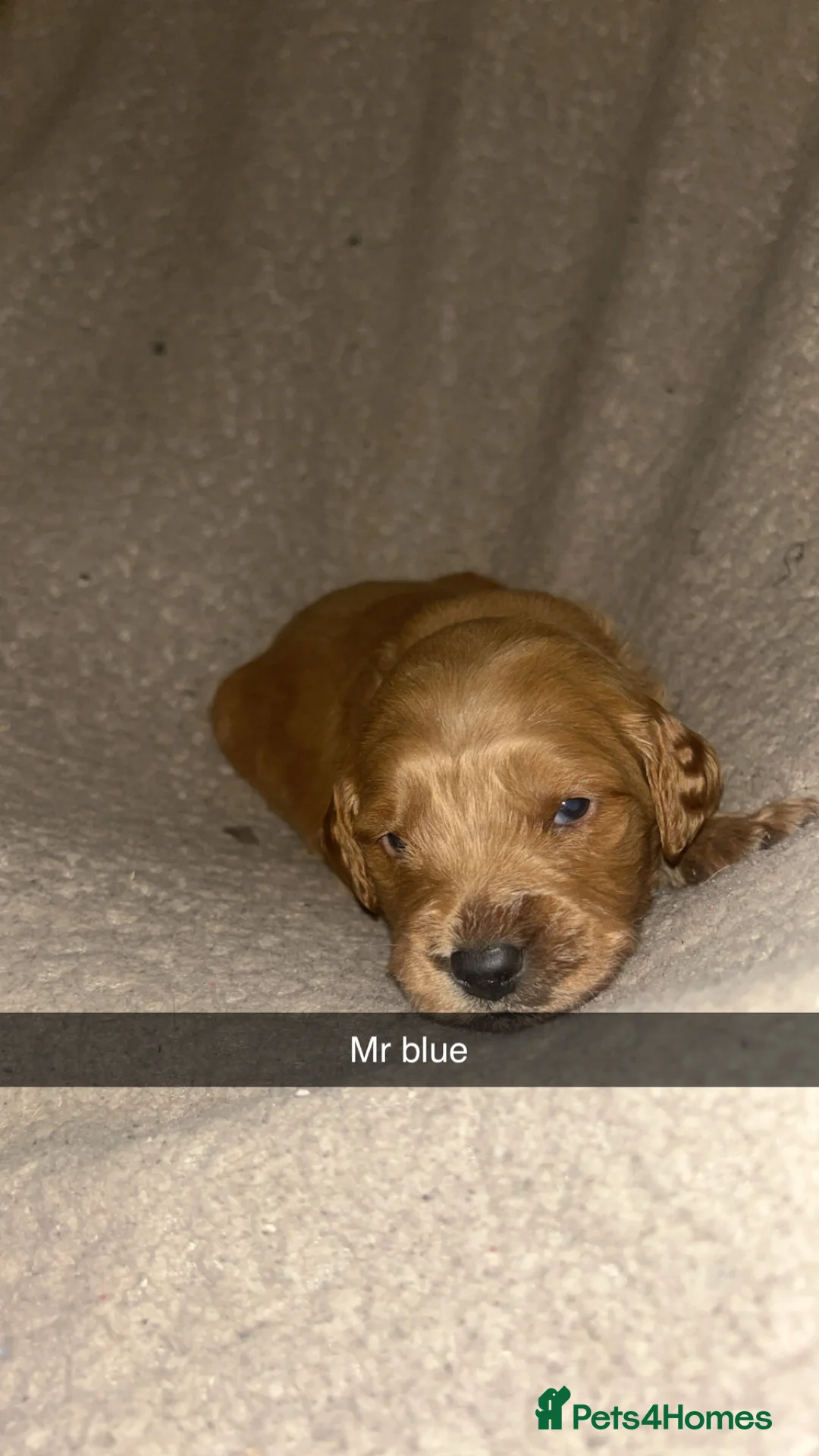 Goldendoodle dogs for sale: F1 golden doodle 5 left viewings now available. - Advert 22