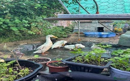 Ducks poultry for sale: 2 white runners - Image 3
